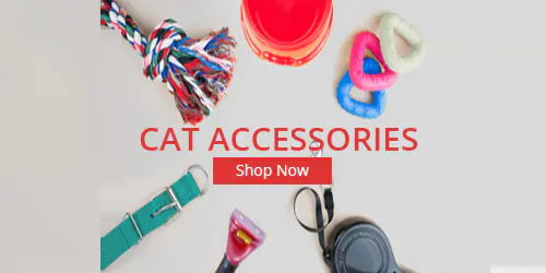 cat accessiores