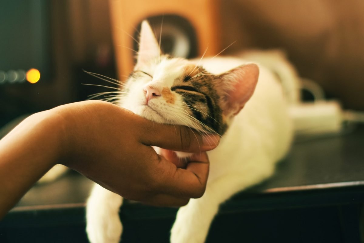 Cats Rub Against