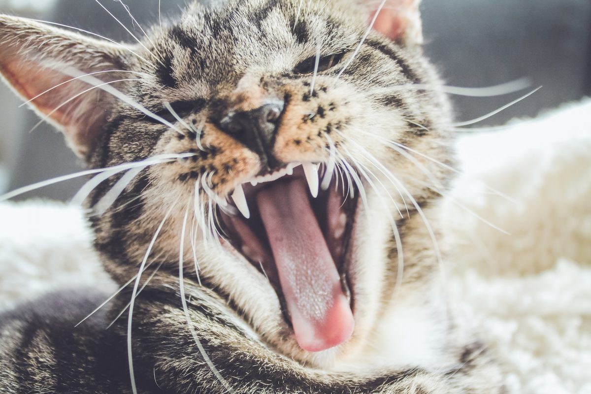 Cats and Their Unusual Drooling Habits