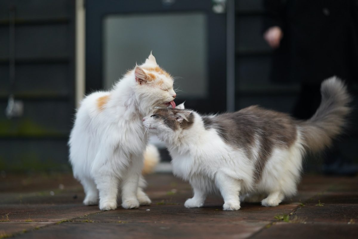 cats Licking