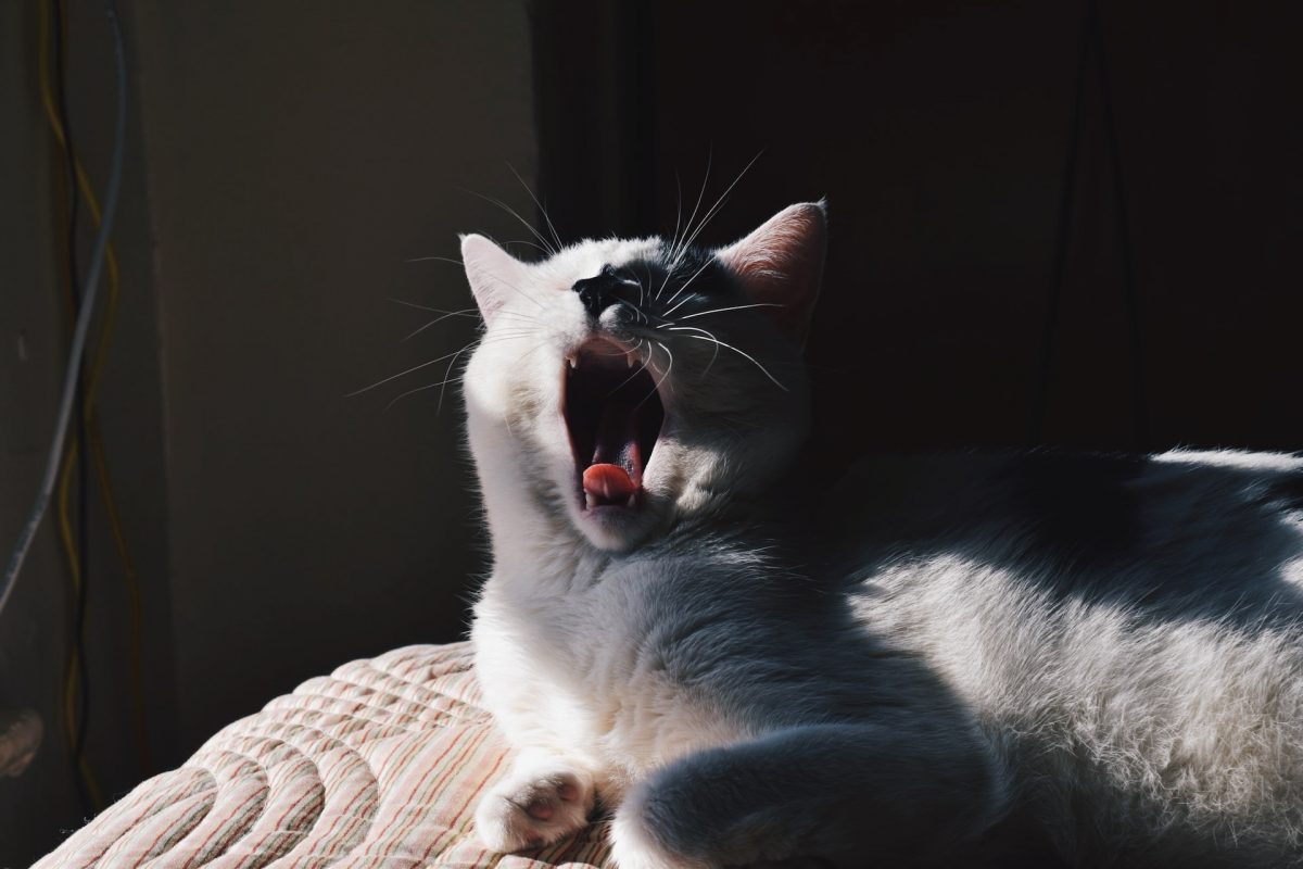 Cat Sneezing