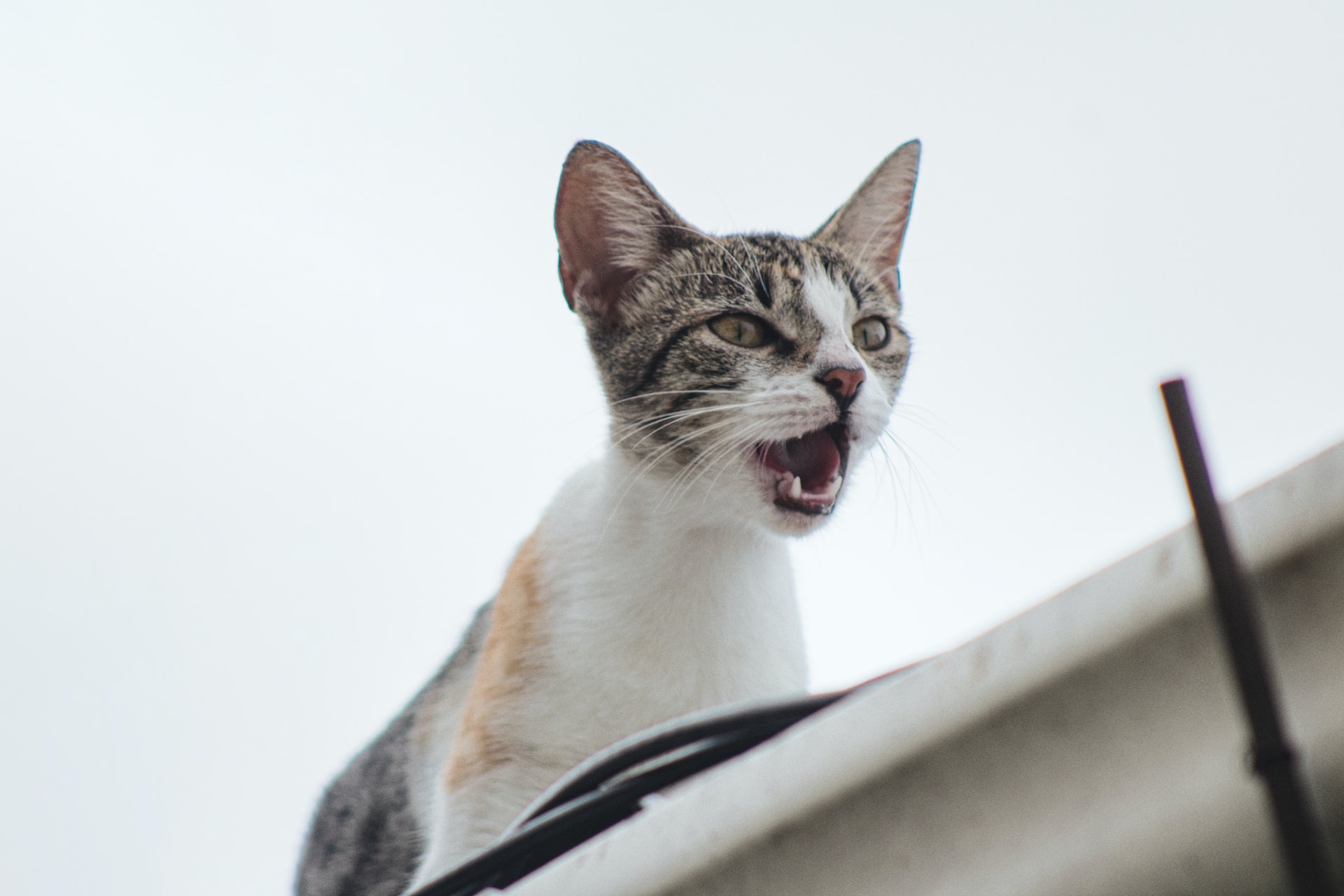 Why Is My Cat Meowing So Much? The Pet Shop