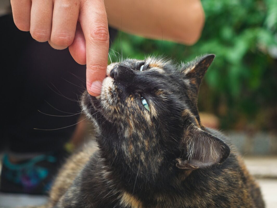 Do Cat Love Bites Mean What You Think