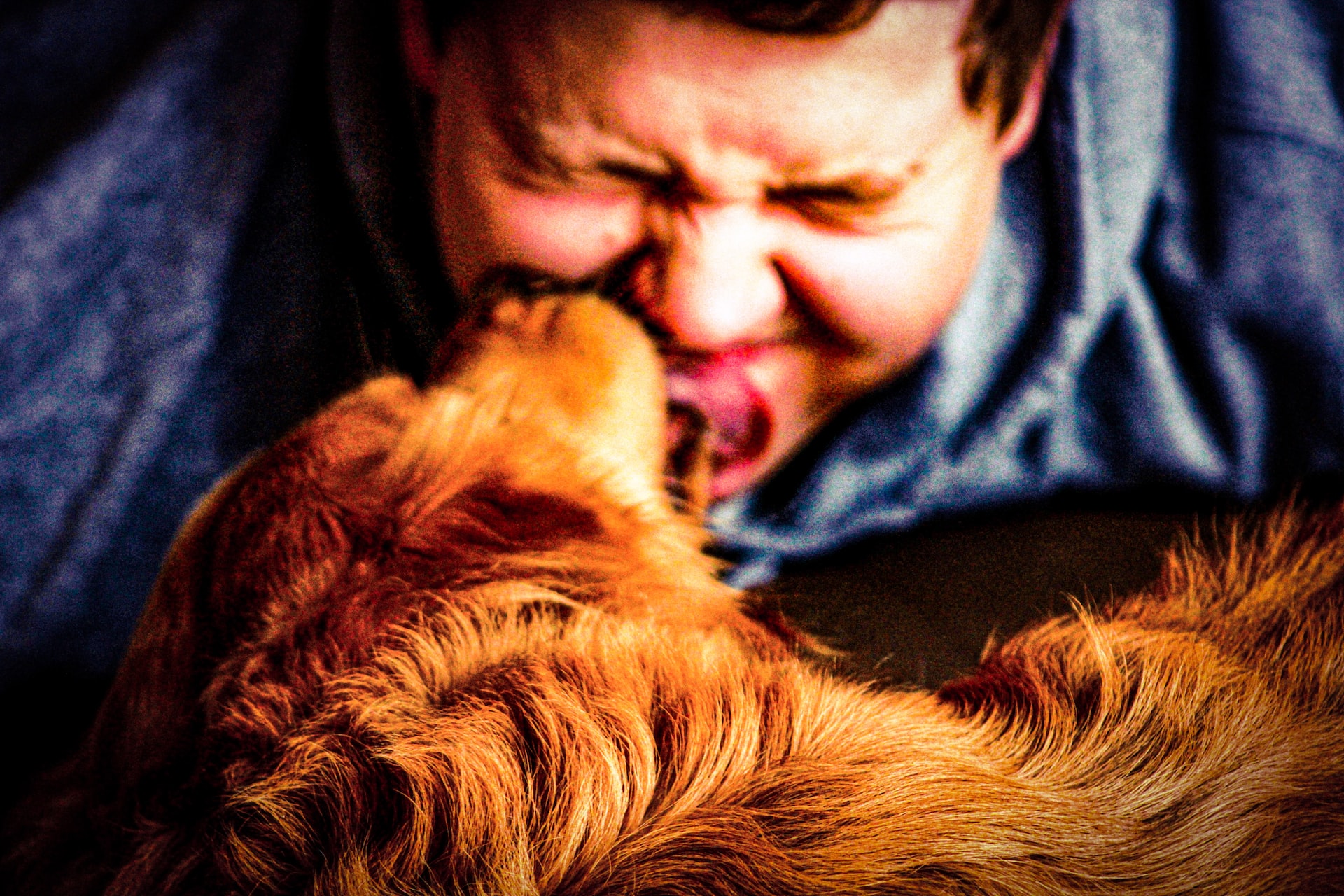 What Does It Mean When a Dog Licks Your Face? The Pet Shop