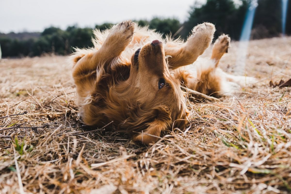 What temperature is too cold for dogs? The Pet Shop