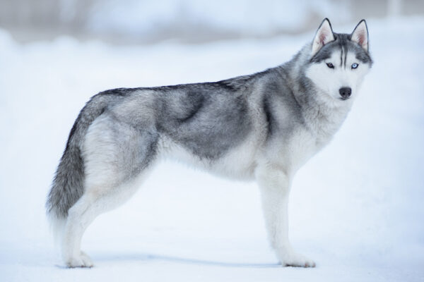 Siberian Husky Dog Breed Information