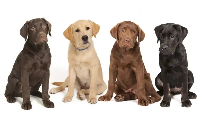 Labrador Retriever Dog Breed Information