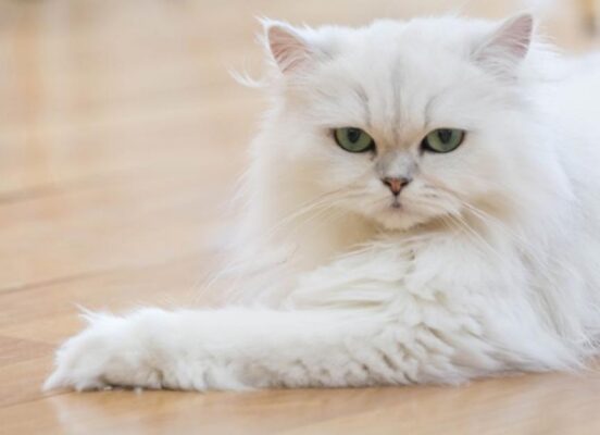 Persian Cat Breed Information