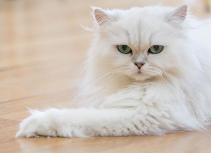 Persian Cat Breed Information - The Pet Shop