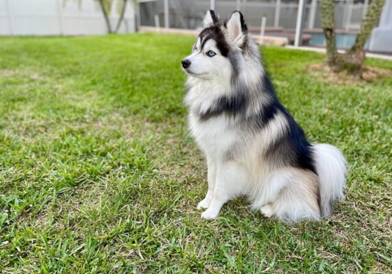 Pomsky Dog Breed Information